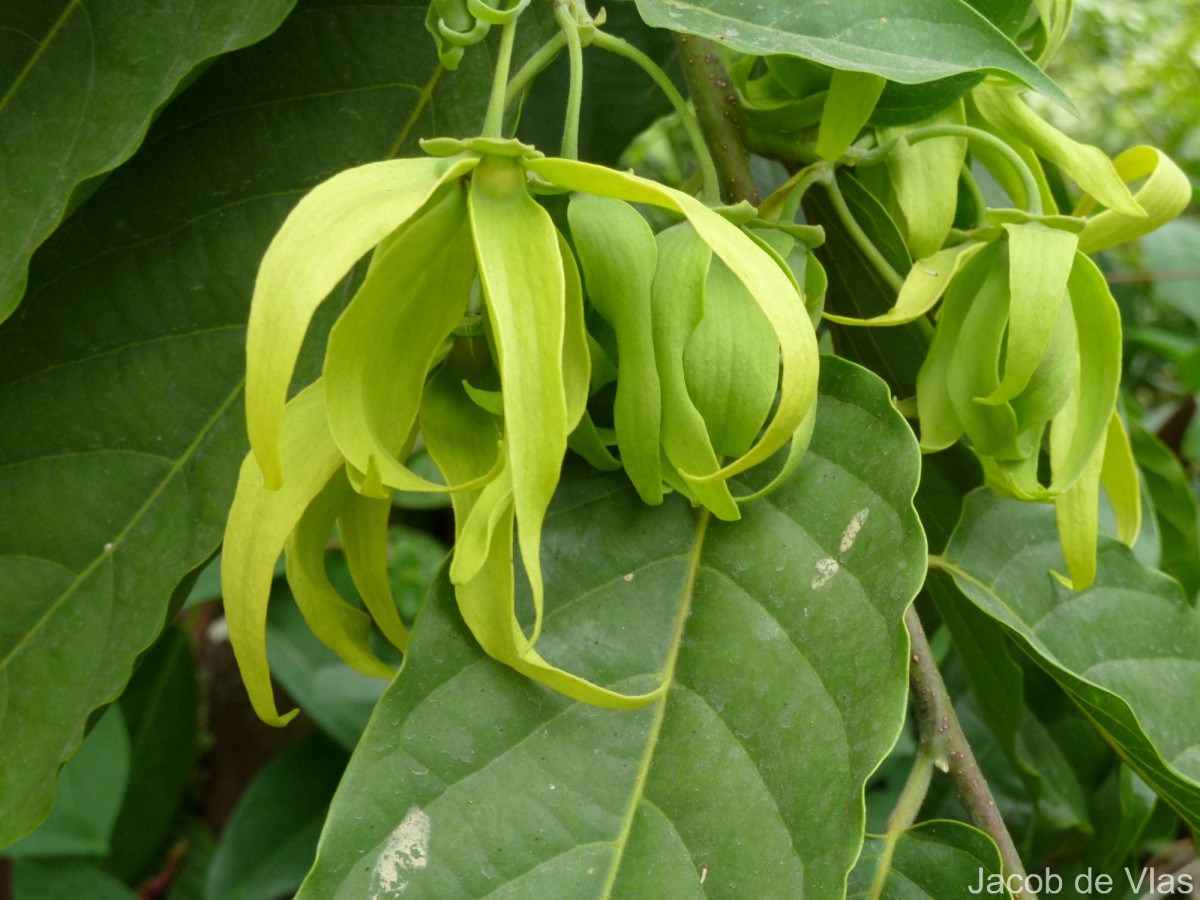 Cananga odorata (Lam.) Hook.f. & Thomson